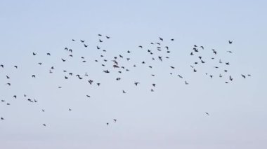 Sığırcıklar gökyüzünde uçar ve bir ağaca iner, yavaş çekim, vahşi doğa