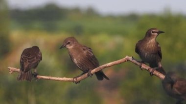 Genç sığırcıklar istirahat ediyor, vahşi doğa.