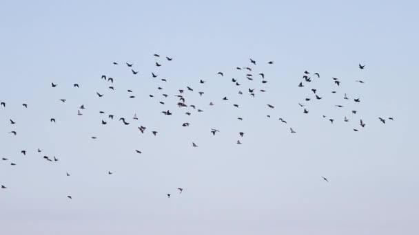 Starlings Voam Através Céu Aterram Uma Árvore Câmera Lenta Natureza — Vídeo de Stock