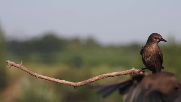Mladí Starlingové Shluknou Odpočinku Zpomaleném Pohybu Divoká Příroda — Stock video