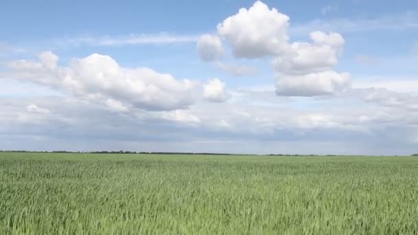 Безмятежность Зеленое Поле Небо Облаками 2024 Год — стоковое видео