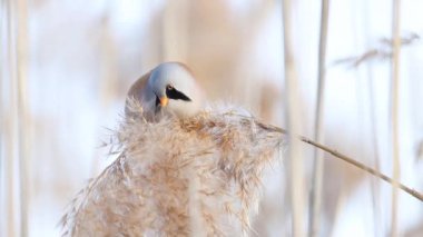 Yumuşak kuş kabarık kamış tohumları yer, vahşi doğa.