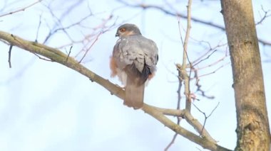 Hawk yavaş çekimde dans ediyor, vahşi doğa.