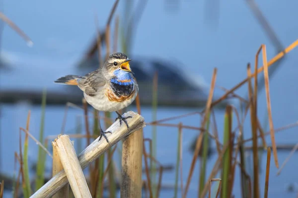 bird singing in spring against blue water, wild animals, birds