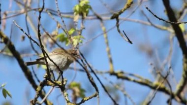 Kuş baharda öter, vahşi hayvanlar, kuşlar
