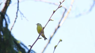 Kuş, ispinoz bir dalda oturuyor yaprakların ilk filizleri, vahşi hayvanlar, kuşlar