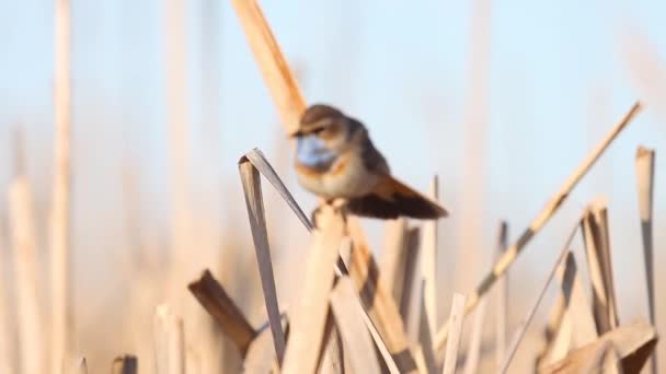 鳥はペンチに飛び ゆっくりと動き 野生動物 鳥を歌っています — ストック動画