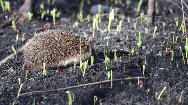 春のハリネズミ 燃やされた草 野生動物 トウモロコシ — ストック動画