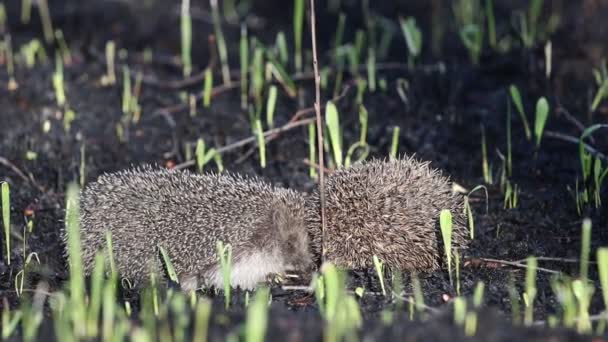 Hedgehogs Mating Games Slow Motion Wild Animals Thorns — Stock Video