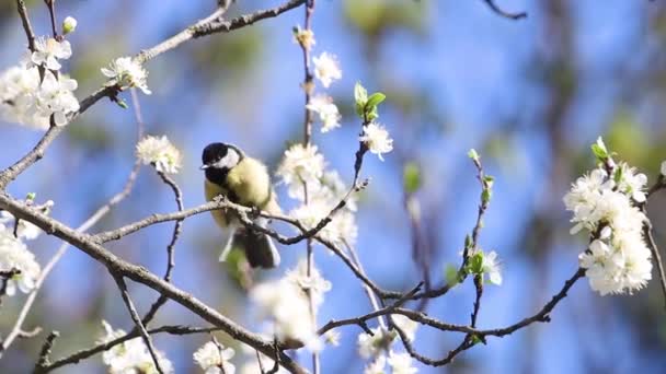 野生の鳥は咲く枝 野生の動物 鳥の間でジャンプします — ストック動画