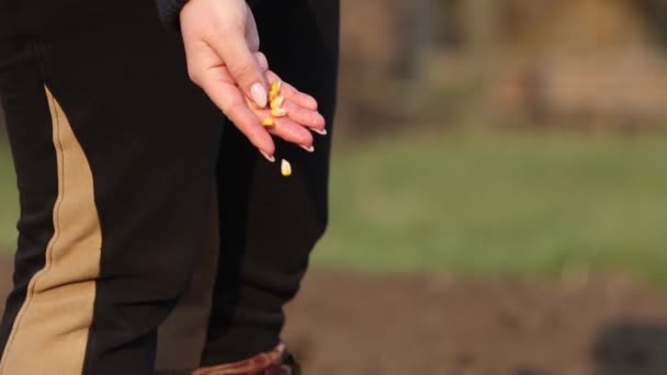 Womans Hand Throws Grain Ground Planting Grain — Stock Video