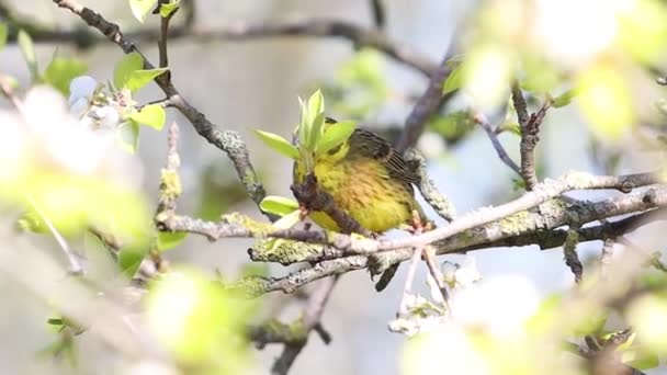 Yellowhammer Entre Las Ramas Florecientes Animales Salvajes Aves — Vídeo de stock