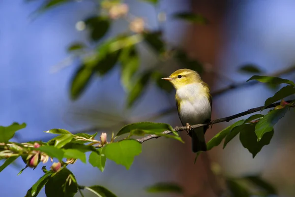 spring bird, willow warbler among green leaves, wild nature