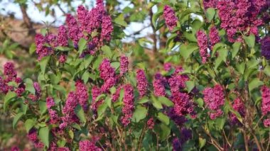 Serçe çiçek açan leylakların arasında saklanıyor, vahşi doğa.