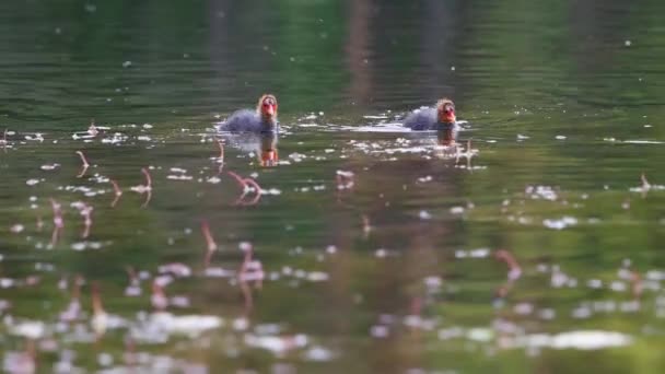 Les Poussins Nagent Sur Lac Printanier Nature Sauvage — Video