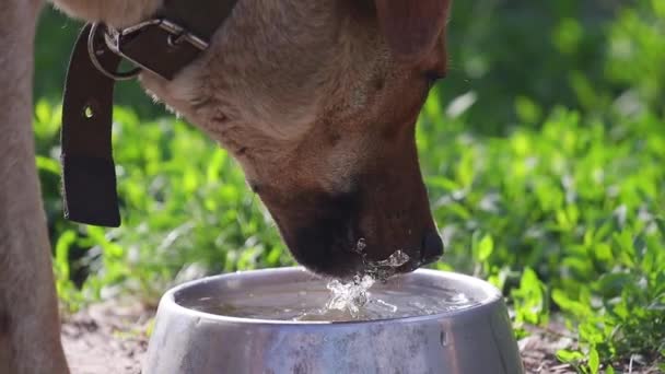 Dog Close Drinking Water Slow Motion Pets — Stock Video