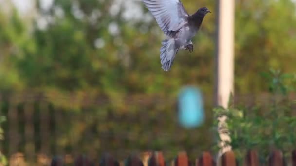Pigeon Takes Lands Roof Slow Motion Dove — Stock Video
