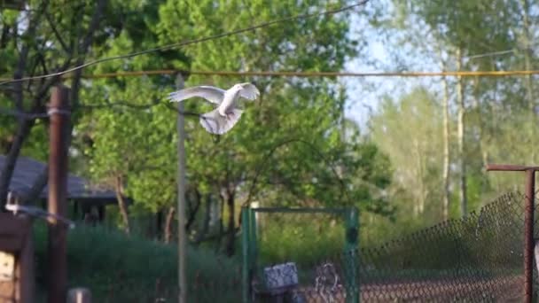 Beyaz Güvercin Güvercine Geri Dönüyor Güvercin — Stok video