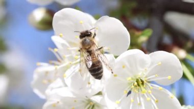 Bahar çiçeklerinde, bahar zamanı arılar yakın çekim yapar.