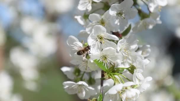 Včela Třešňových Květech Jaře Ráno Jaro — Stock video