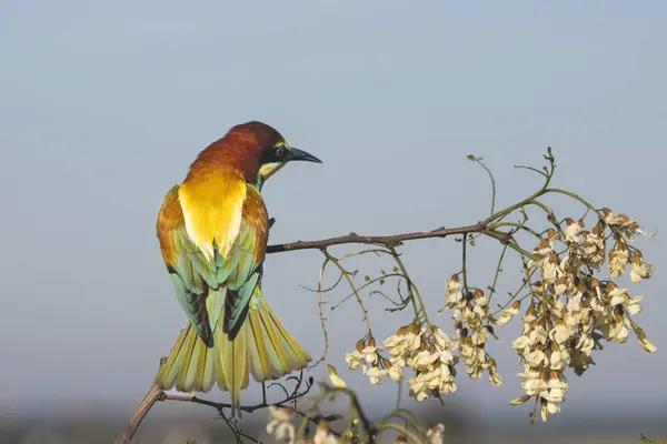 bird, bee-eater in spring sitting on a branch in bloom, new season, bright colors