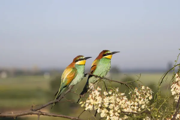 birds, bee-eaters in the spring sitting on a branch in bloom, new season, bright colors