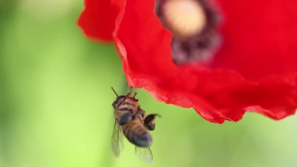 꿀벌은 빨간색 팝피에 새로운 — 비디오