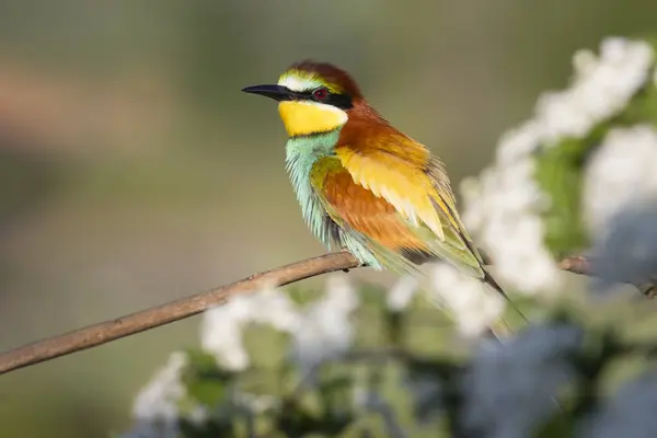 colorful bird, bee-eater, among spring blossoms, bright colors