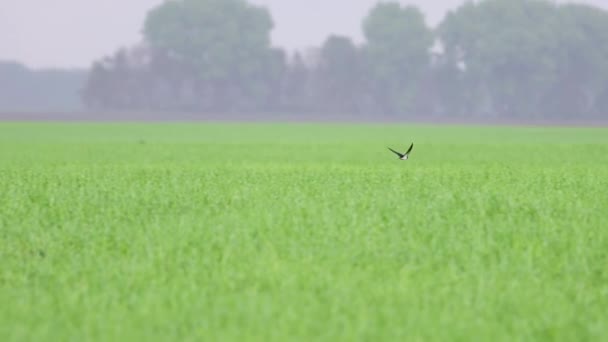 Πρώτη Άνοιξη Πουλί Αχυρώνα Καταπίνει Μύγες Ένα Πράσινο Πεδίο Φωτεινά — Αρχείο Βίντεο