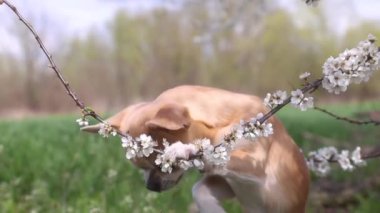 Köpek çiçek açan bir kiraz dalını kokluyor ve üzerine biniyor, evcil hayvanlar, bahar