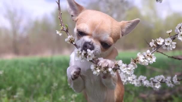 Chihuahua Μυρίζει Ένα Κλαδί Άνθη Κερασιάς Κατοικίδια Ζώα Άνοιξη — Αρχείο Βίντεο