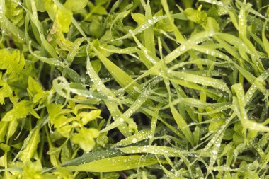 yeşil bahar çimen dokusu çiğ damlaları, ilkbaharın güzelliği