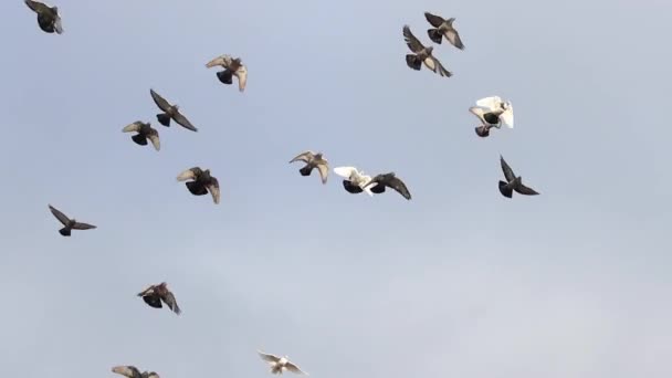 Galambok Serege Lassított Felvétel Repül Égen Béke — Stock videók