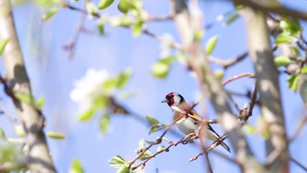 Goldfinch Senta Ramo Depois Voa Para Cima Pássaro — Vídeo de Stock