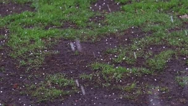 春天的冰雹落在第一片绿草上 天气不好 — 图库视频影像