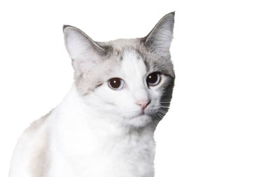 Güzel kedi beyaz arka planda izole edilmiş, evcil hayvanlar