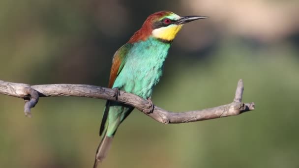 Vogel Wilde Prachtige Kleurrijke Zingt Een Tak Wilde Dieren — Stockvideo