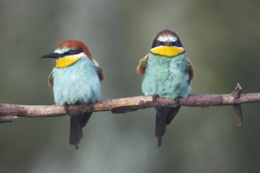 Kızgın kuşlar bir dala oturur ve kameraya, bahara, vahşi hayata bakarlar.