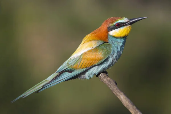 beautiful colorful bird, bee-eater sitting on a branch, spring, wildlife