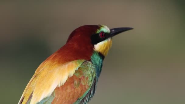 Beautiful Colored Bird Singing Close Portrait Wildlife — Stock Video
