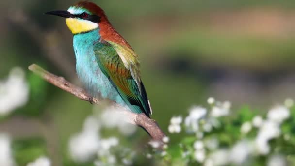 Piękny Dziki Ptak Siedzi Wśród Kwiatów Wiosna Dzika Przyroda — Wideo stockowe
