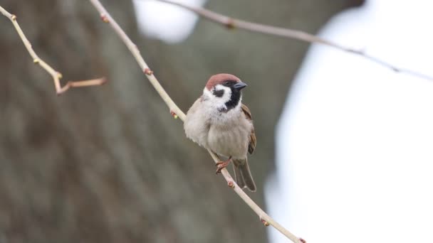 Sparrow Tweets Siedzi Gałęzi Wiosna Dzika Przyroda — Wideo stockowe