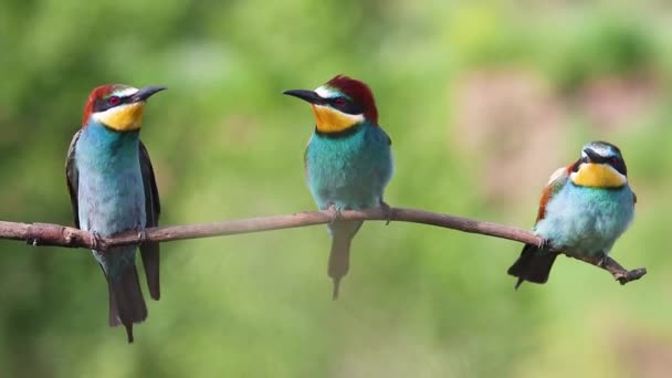 Tre Bellissimi Uccelli Seduti Ramo Sottile Primavera Fauna Selvatica — Video Stock