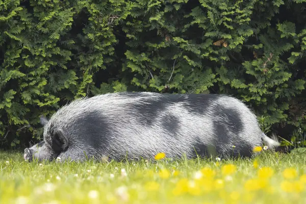 gray pig sleeps among spring grass and flowers, rest and relaxation