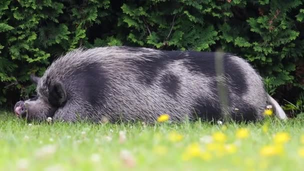 灰猪睡在春草间 休息和放松 — 图库视频影像