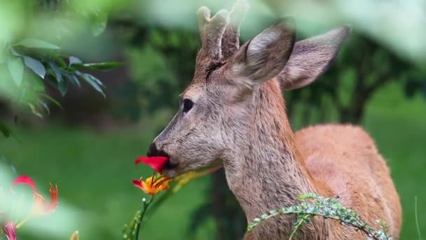 鹿は赤いユリを食べる スローモーション 素晴らしい野生生物 — ストック動画
