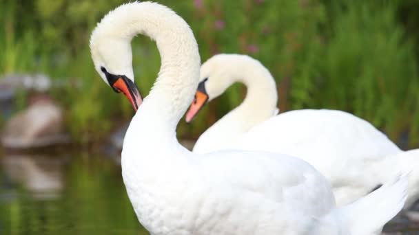 Cisnes Blancos Con Cuellos Largos Plumas Limpias Estanque Increíble Vida — Vídeo de stock