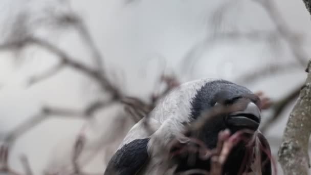 Ворон Кричит Моргая Глазами Крупным Планом Замедленной Съемки Птица — стоковое видео