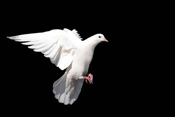 Witte Duif Vogel Van Vrede Vlucht Geïsoleerd Een Zwarte Achtergrond — Stockfoto