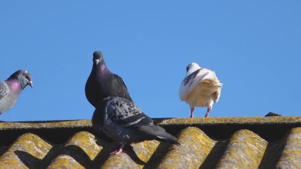 Piękne Białe Gołębie Chrząkające Dachu Ptaki Pokoju — Wideo stockowe